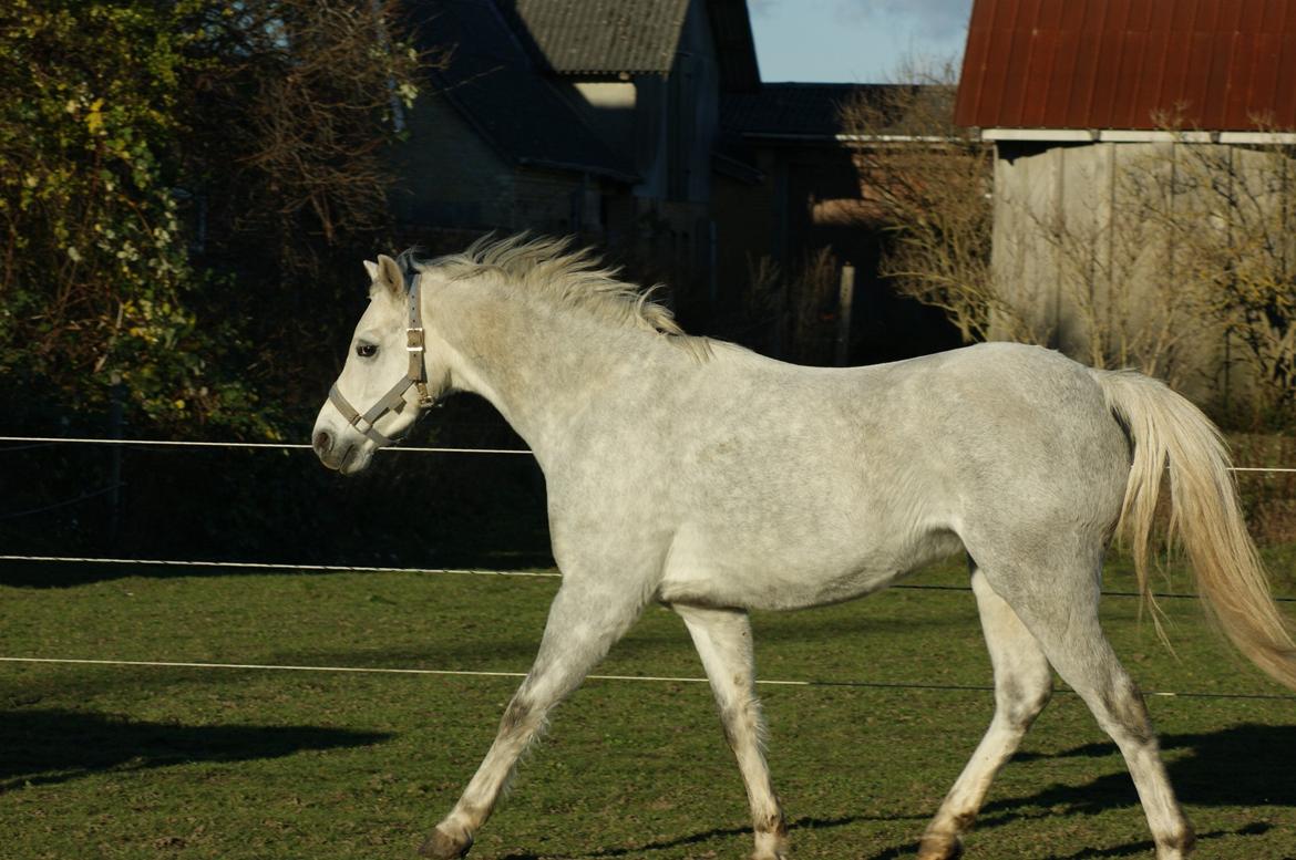 Welsh Pony (sec B) Bjerregårds Raiman (Lånepony) - Trav igen :) billede 9