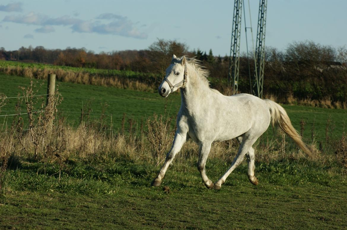 Welsh Pony (sec B) Bjerregårds Raiman (Lånepony) - Og mere trav :D billede 10