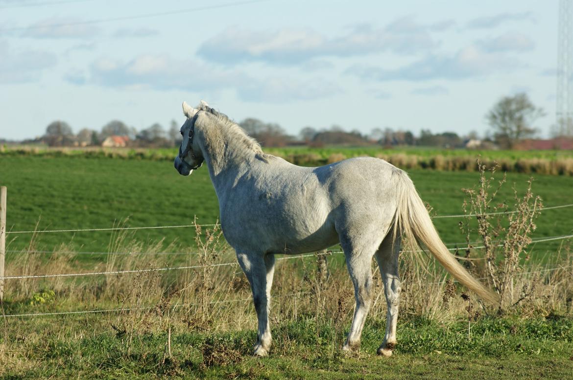 Welsh Pony (sec B) Bjerregårds Raiman (Lånepony) - Hvad var det?:O billede 11