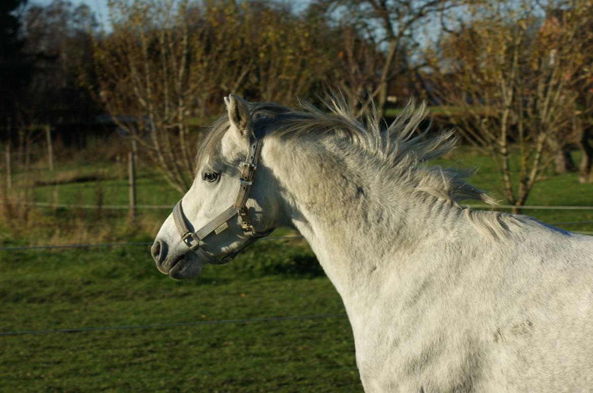 Welsh Pony (sec B) Bjerregårds Raiman (Lånepony) - Reje er udmattet nu :D billede 12