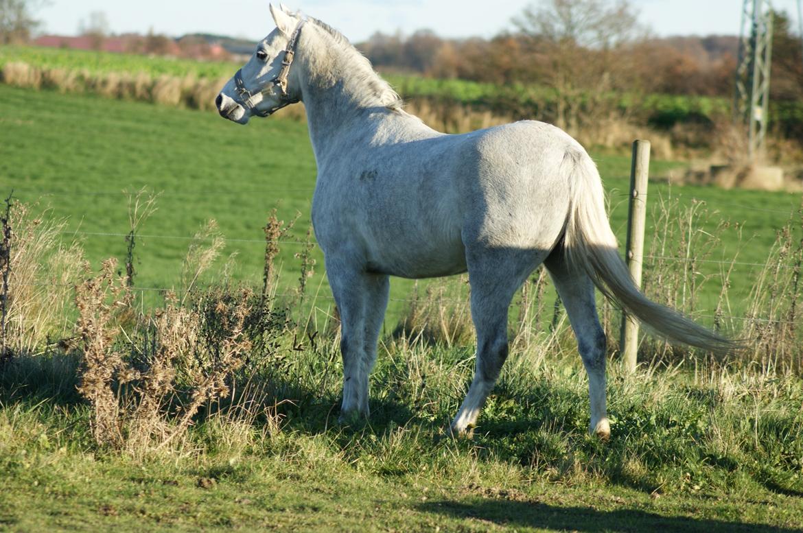 Welsh Pony (sec B) Bjerregårds Raiman (Lånepony) - Han skal lige se hvad det er :) billede 13