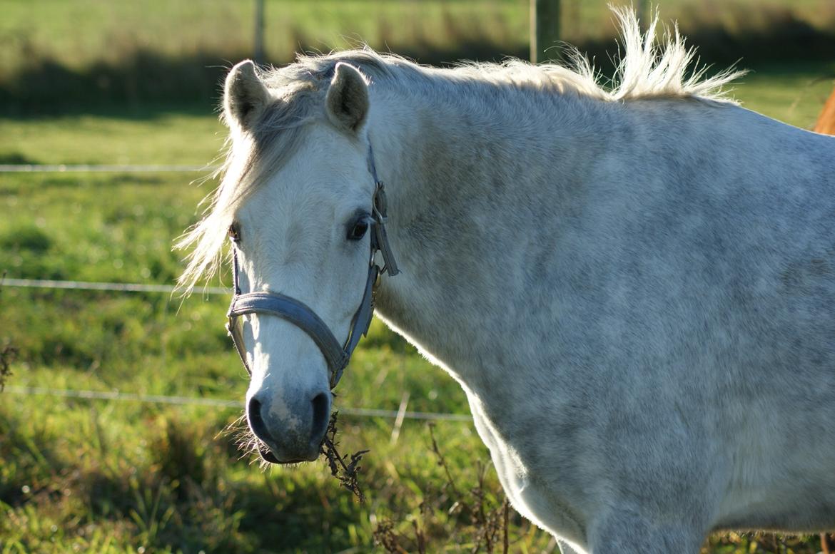 Welsh Pony (sec B) Bjerregårds Raiman (Lånepony) - Velkommen til Rejes Profil :)
Håber i vil nyde den! billede 1