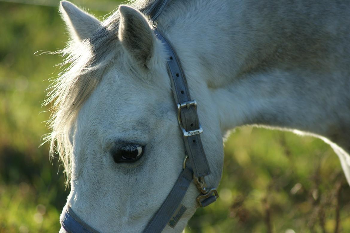 Welsh Pony (sec B) Bjerregårds Raiman (Lånepony) - Tak fordi i kiggede med læg gerne en bedømmelse og kommentar :D billede 14