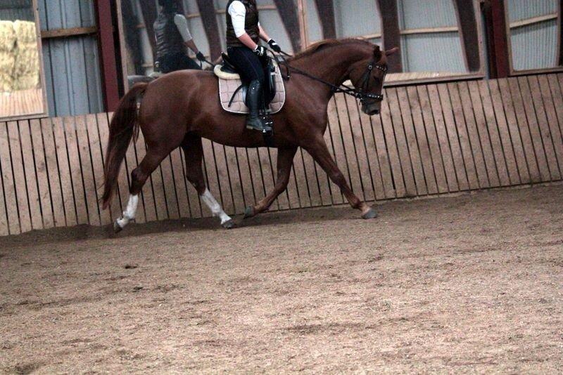 Dansk Varmblod Déjà Vu - Træning dagen efter hun kom hjem til mig. 22/09/13 billede 2