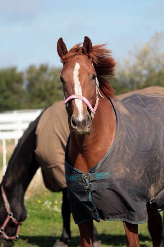 Dansk Varmblod Déjà Vu - Deja på fold okt 2013 billede 3