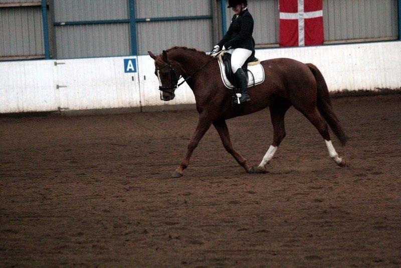 Dansk Varmblod Déjà Vu - Stævne SJR billede 7