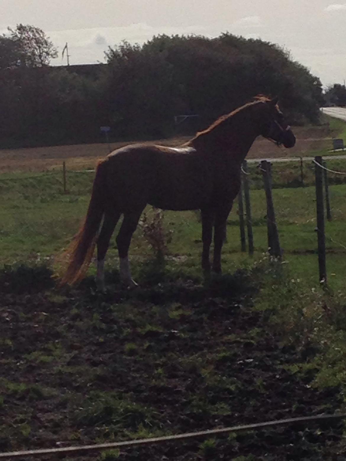 Dansk Varmblod Déjà Vu billede 8