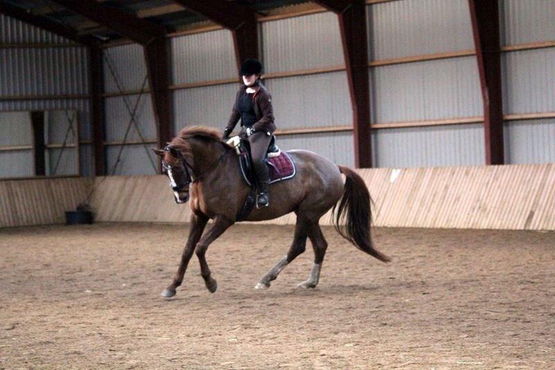 Dansk Varmblod Déjà Vu - Undervisning nov 2013 billede 5