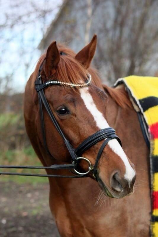 Dansk Varmblod Déjà Vu - Dèjá Vu nov. 2013 billede 1