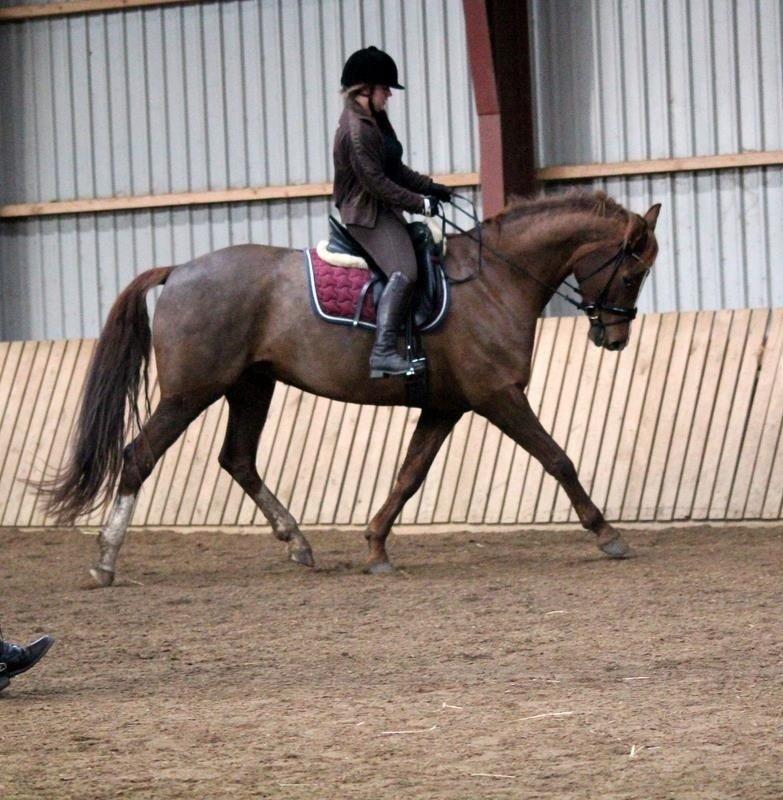 Dansk Varmblod Déjà Vu - Undervisning nov 2013 billede 12