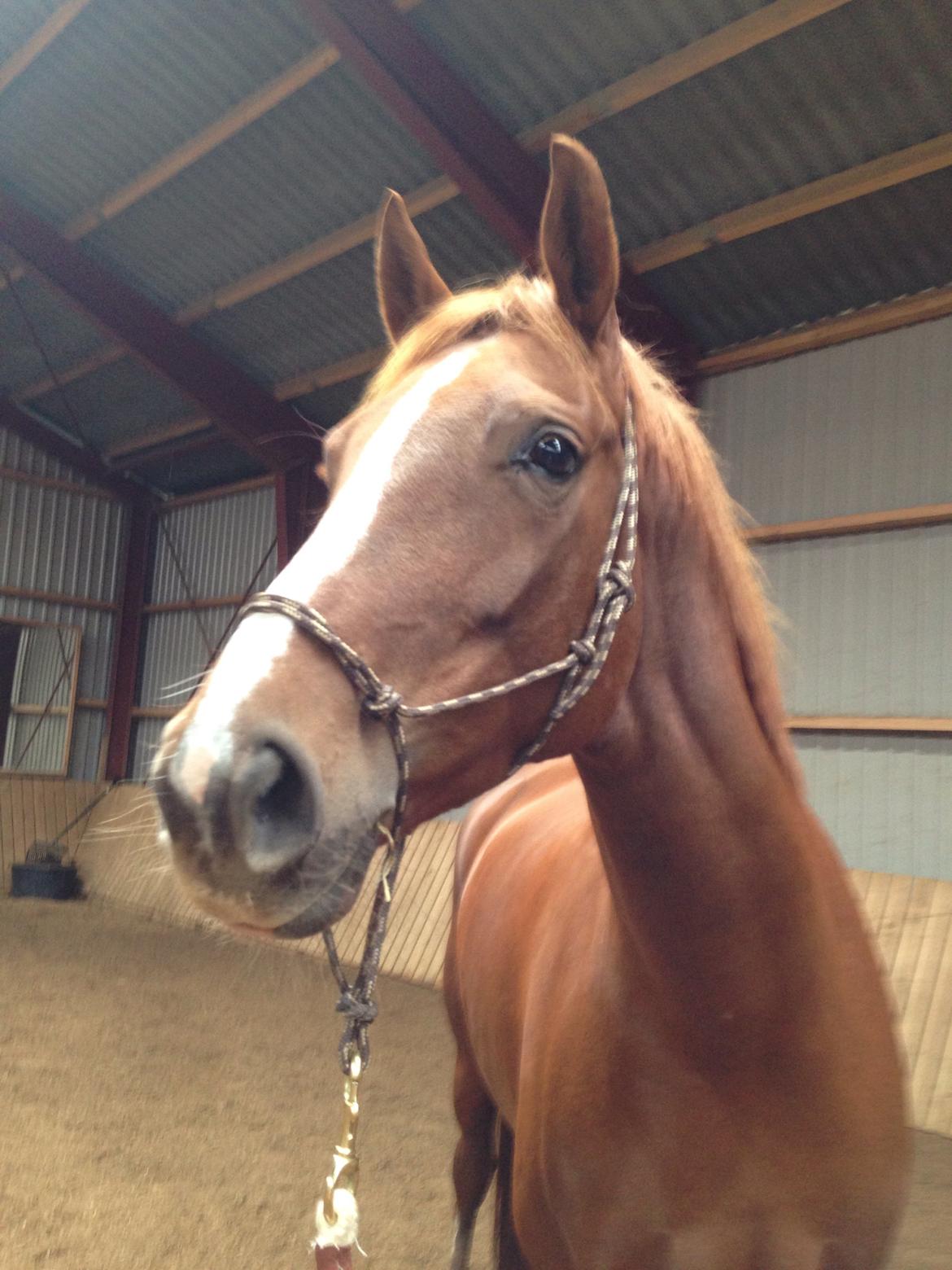 Dansk Varmblod Déjà Vu billede 6