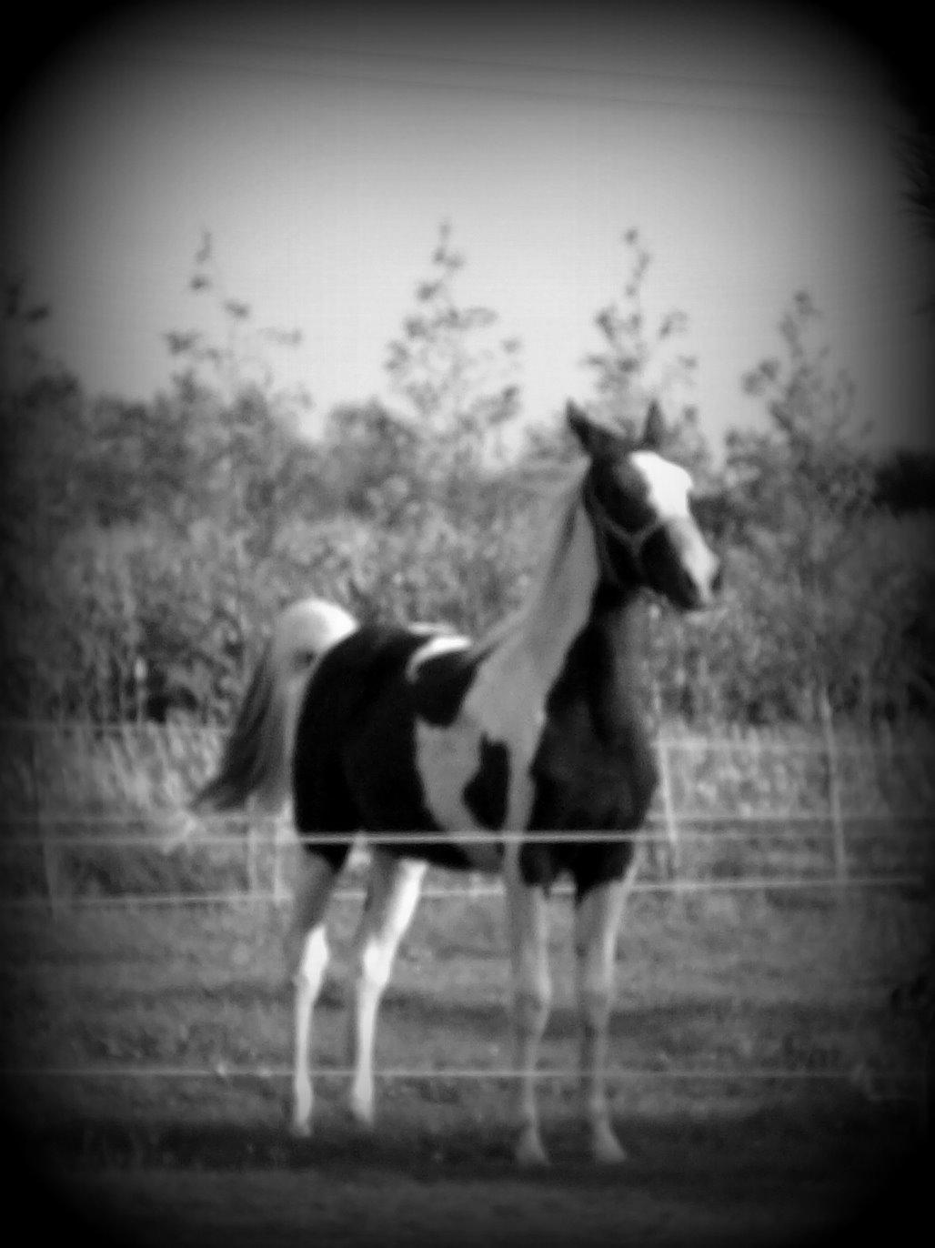 Pinto Savanna billede 13