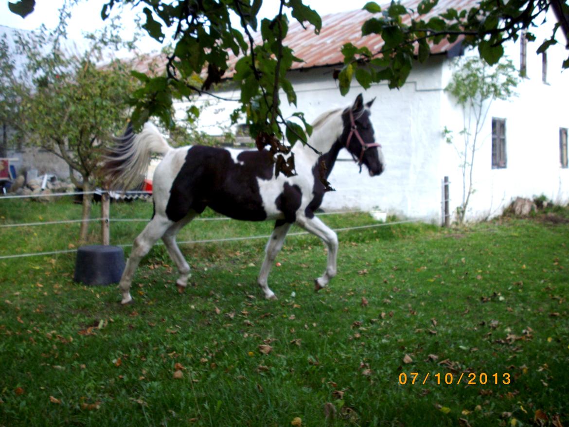 Pinto Savanna billede 14