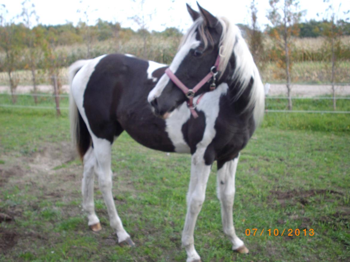 Pinto Savanna billede 17