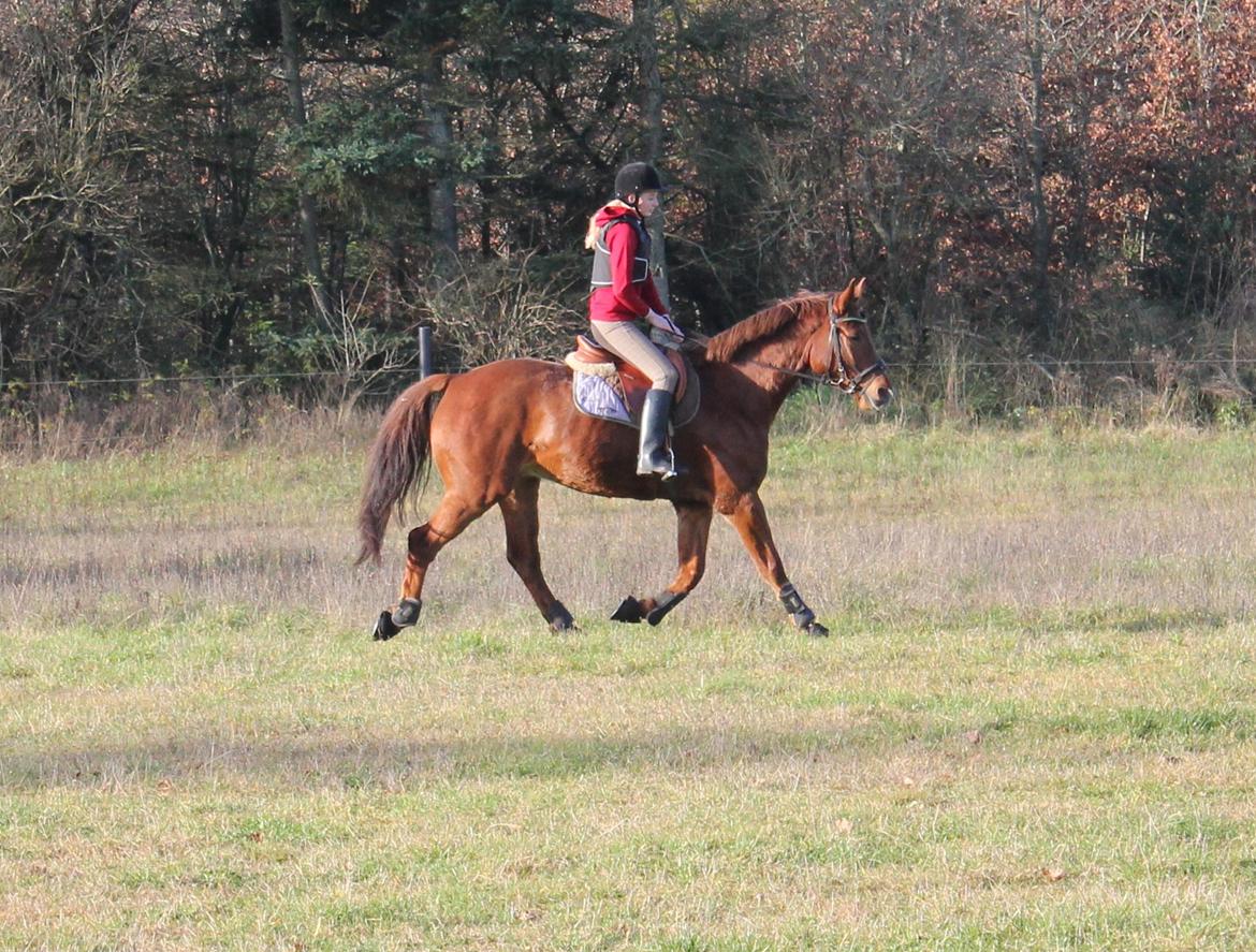 Dansk Varmblod Lopez billede 2