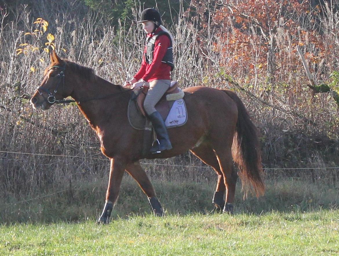 Dansk Varmblod Lopez billede 17