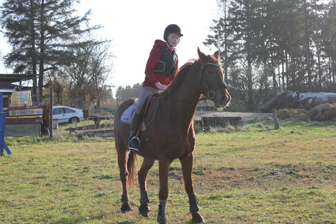 Dansk Varmblod Lopez billede 10