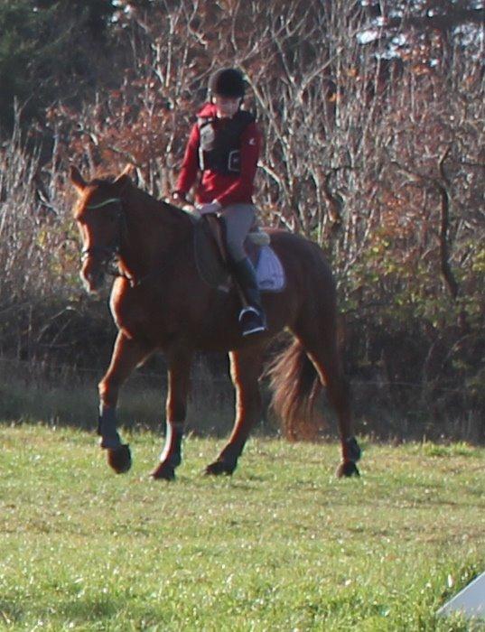 Dansk Varmblod Lopez billede 19