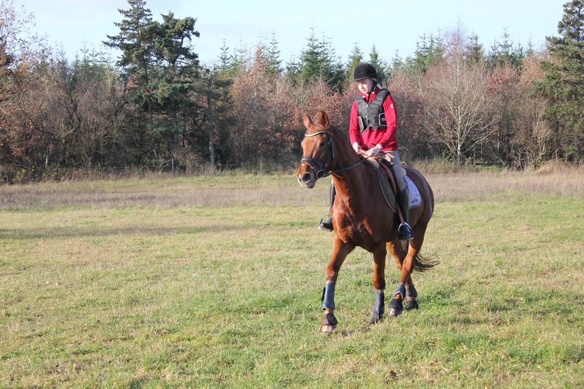 Dansk Varmblod Lopez billede 20