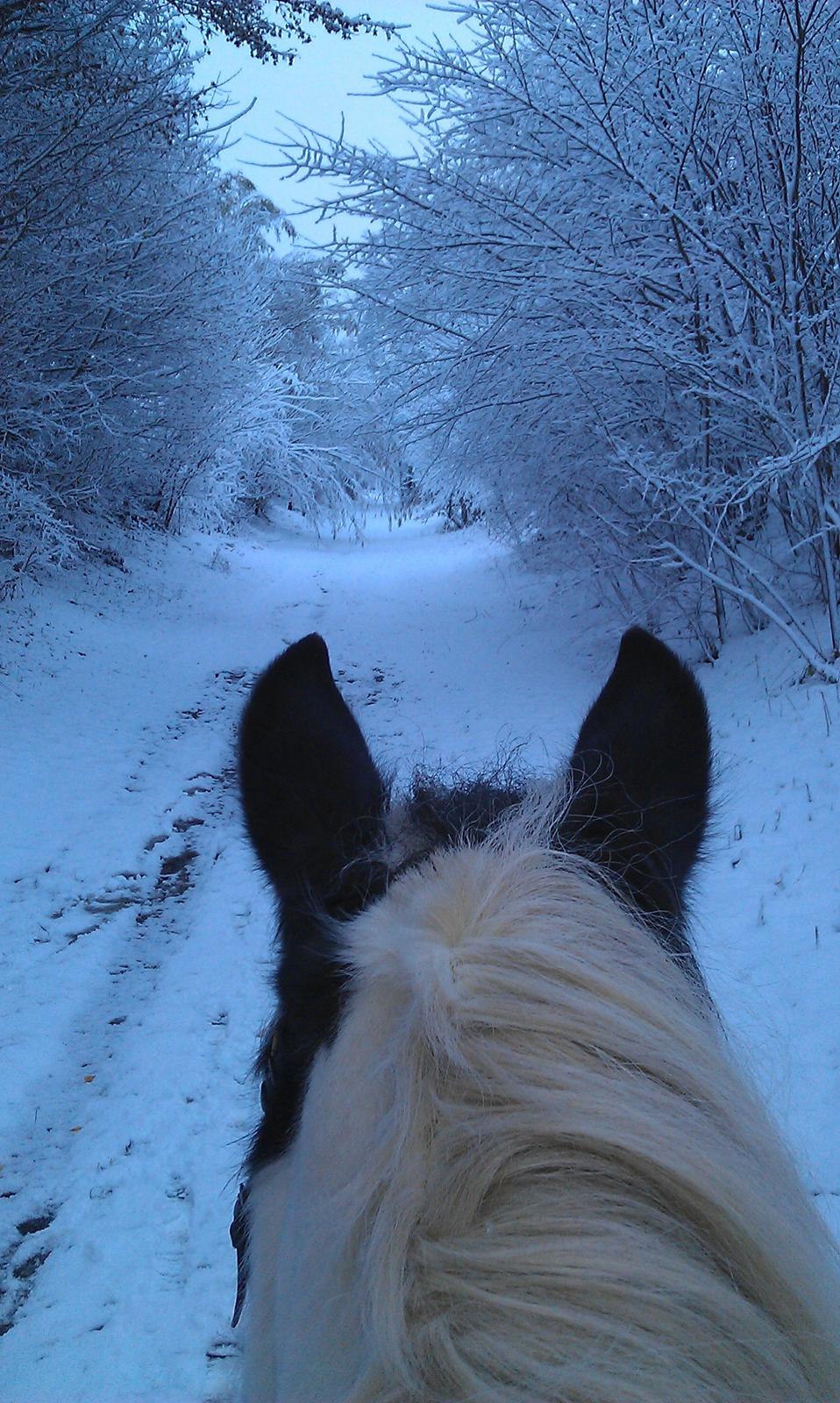 Tinker Frøken Smilla - The horse, with beauty unsurpassed, strength immeasurable and grace unlike any other, still remains humble enough to carry a man upon his back ♥ billede 16