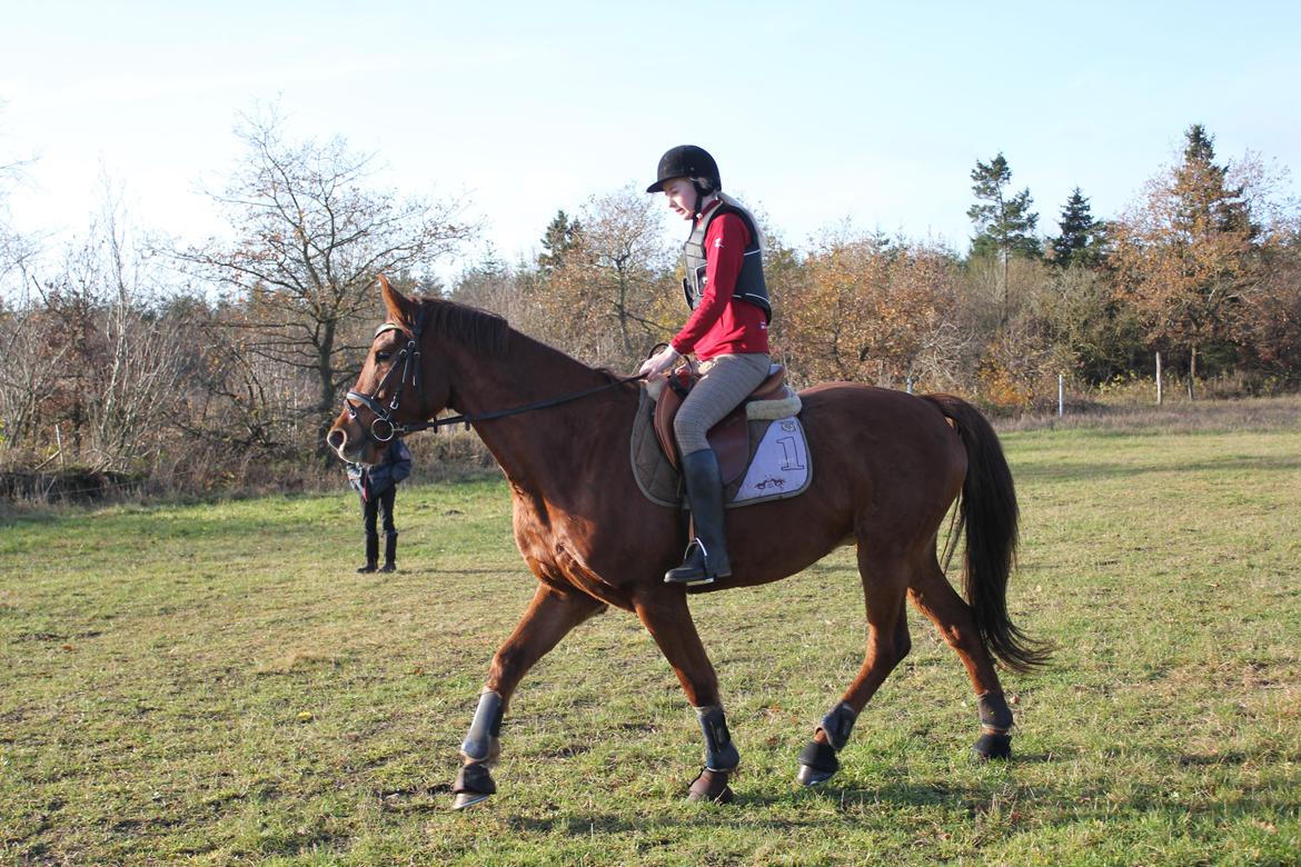 Dansk Varmblod Lopez billede 21