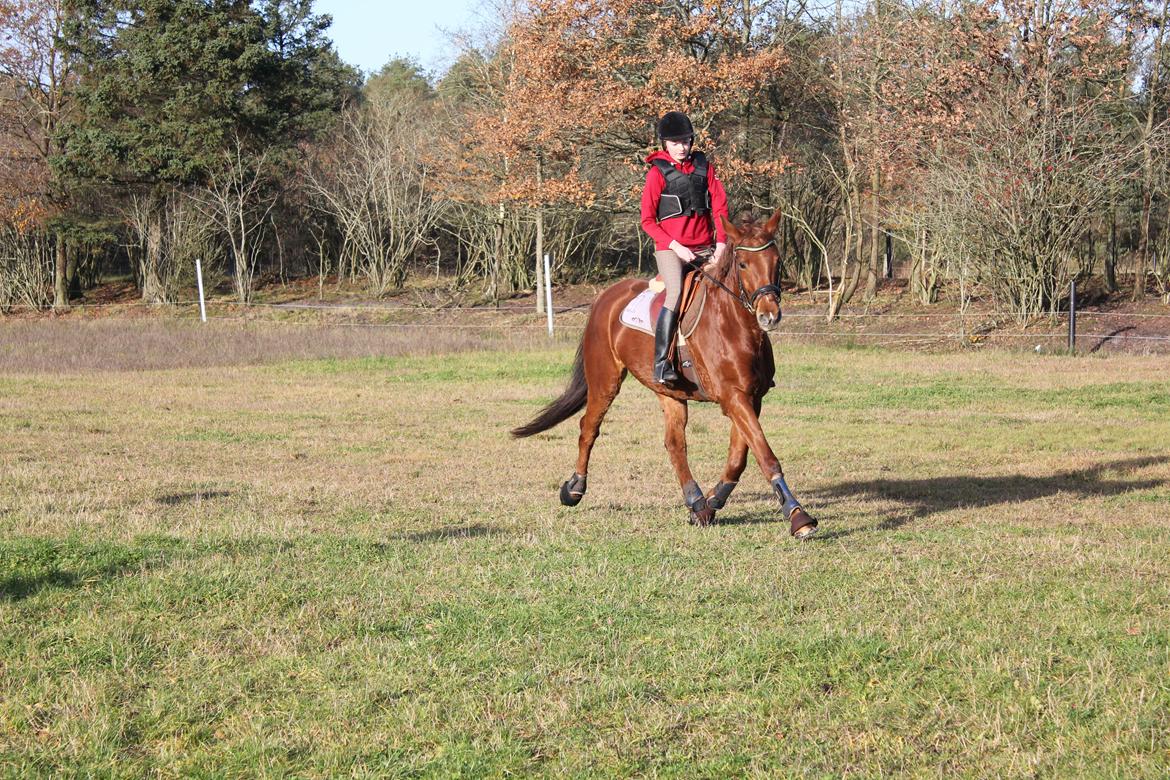 Dansk Varmblod Lopez billede 7