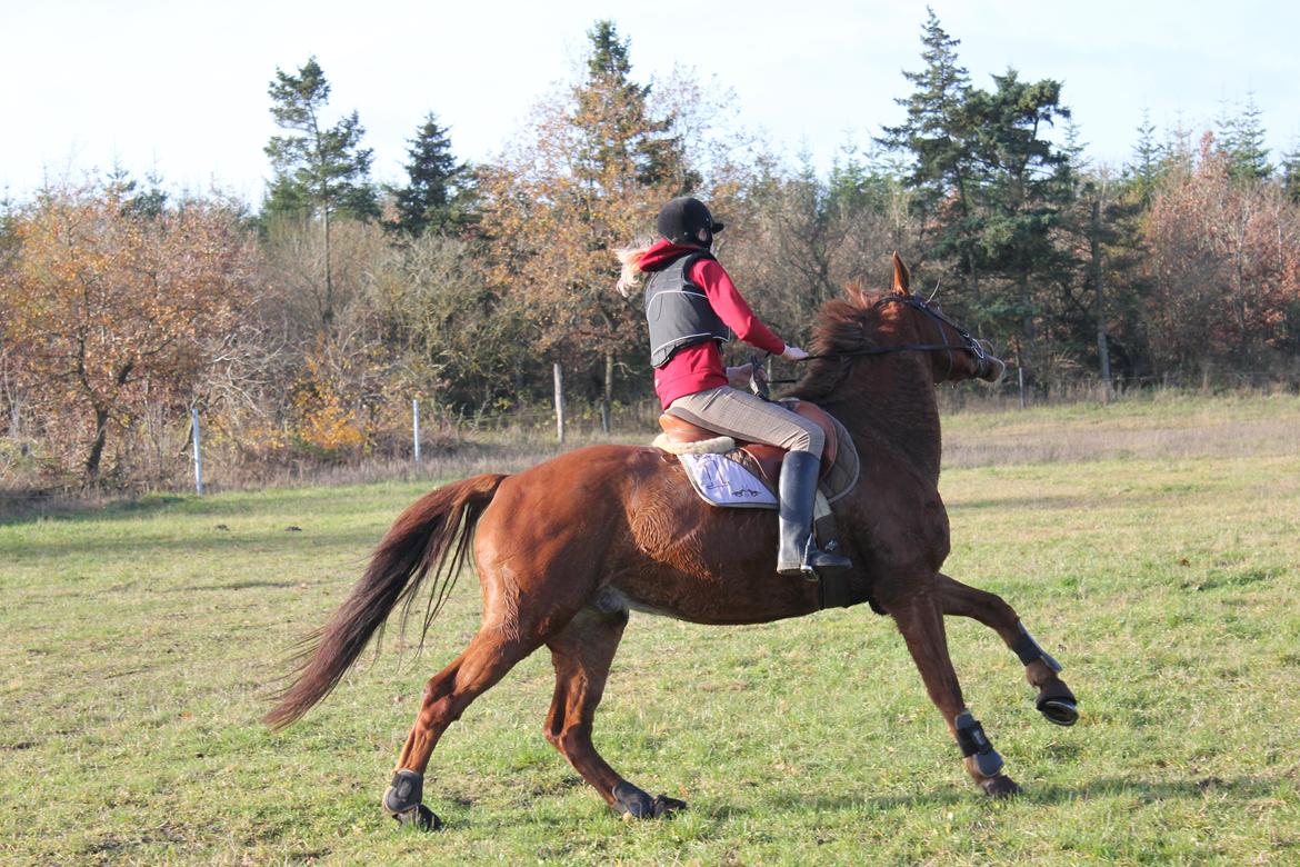 Dansk Varmblod Lopez - Velkommen til vildbassens profil! Han er skjøn hypse! billede 1