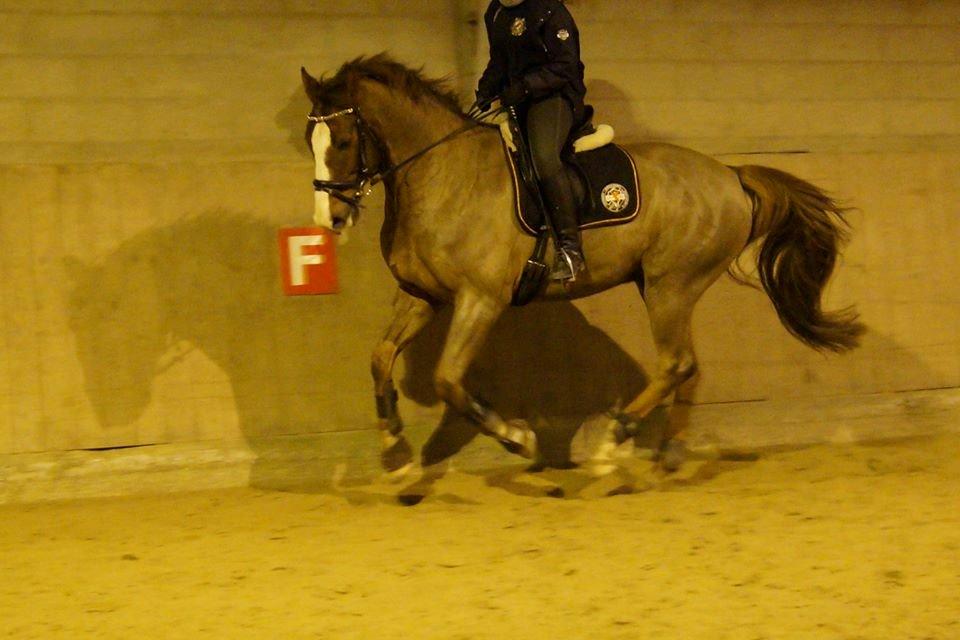 Dansk Varmblod Latino Lorenzo - Dressur træning November 2013 billede 3