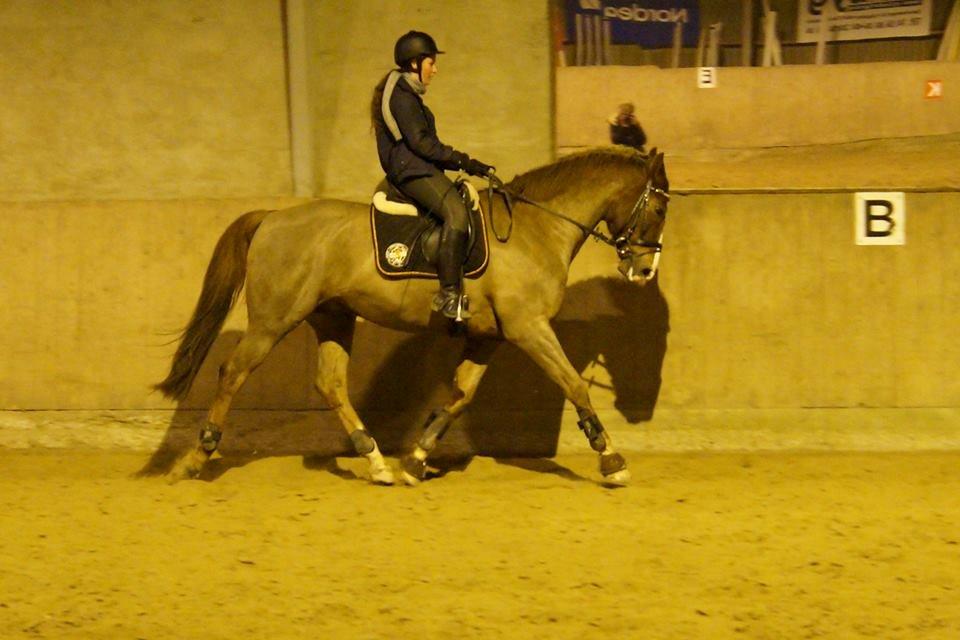 Dansk Varmblod Latino Lorenzo - Dressur træning November 2013 billede 10