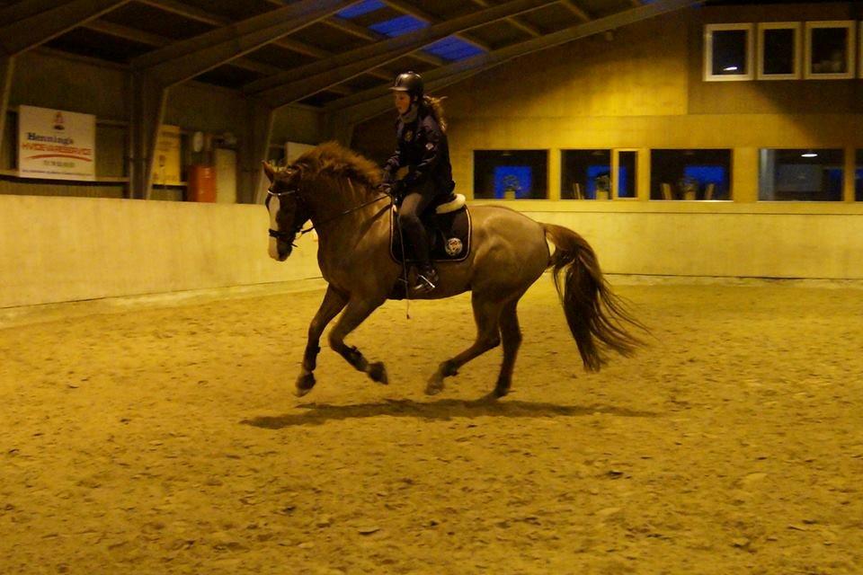 Dansk Varmblod Latino Lorenzo - Dressur træning November 2013 billede 5