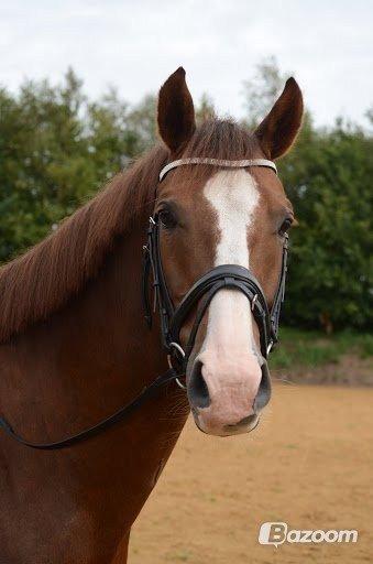 Dansk Varmblod Latino Lorenzo - Min smukkeste billede 15