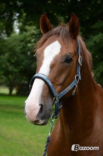 Dansk Varmblod Latino Lorenzo - <3 <3
 billede 2