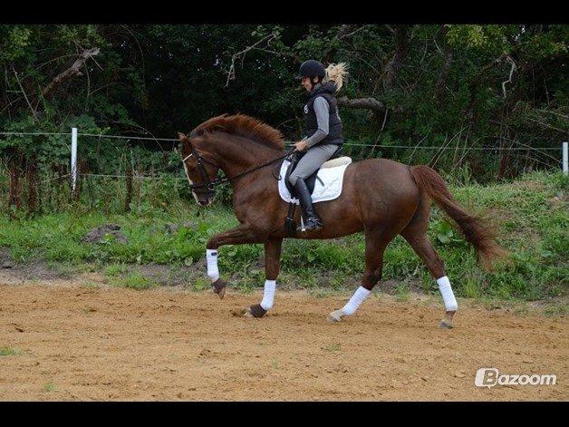 Dansk Varmblod Latino Lorenzo billede 4