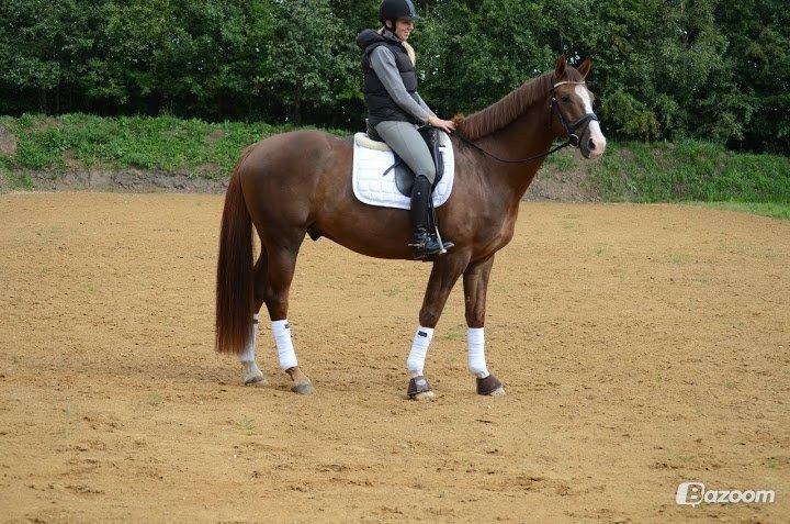 Dansk Varmblod Latino Lorenzo billede 13