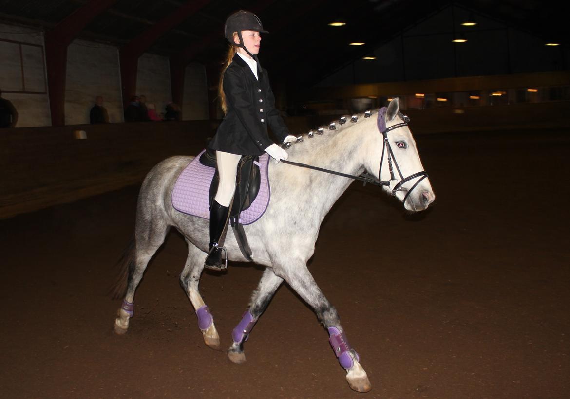 Welsh Partbred (Sec F) Midnights Masja - LD2 - 68%. 
Masja var så sød billede 13