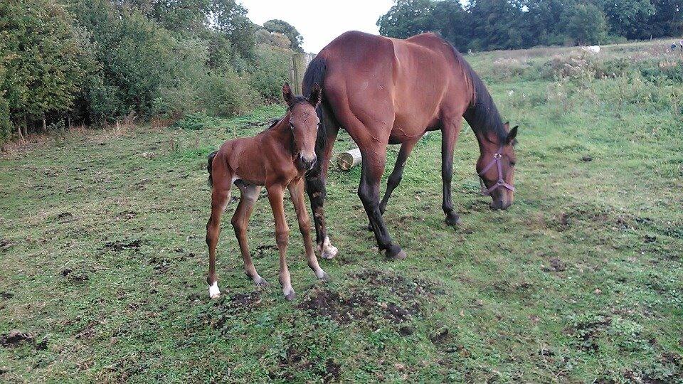 Traver Spirit billede 1