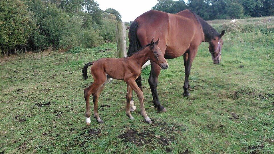 Traver Spirit billede 2