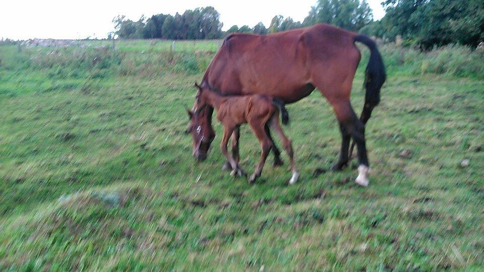 Traver Spirit billede 3