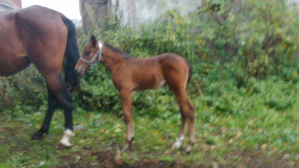 Traver Spirit billede 4