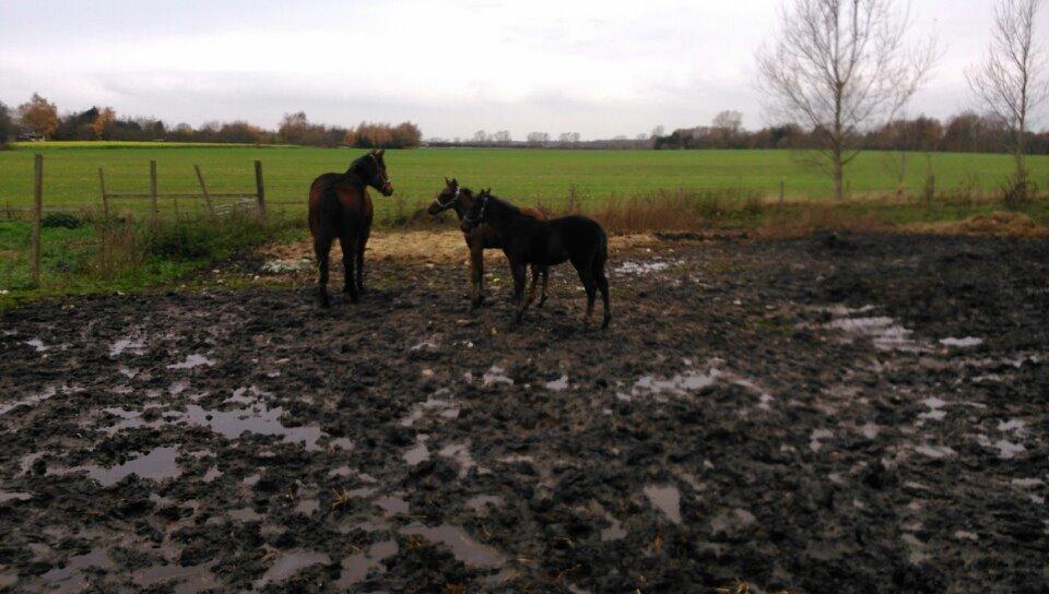 Traver Spirit billede 5