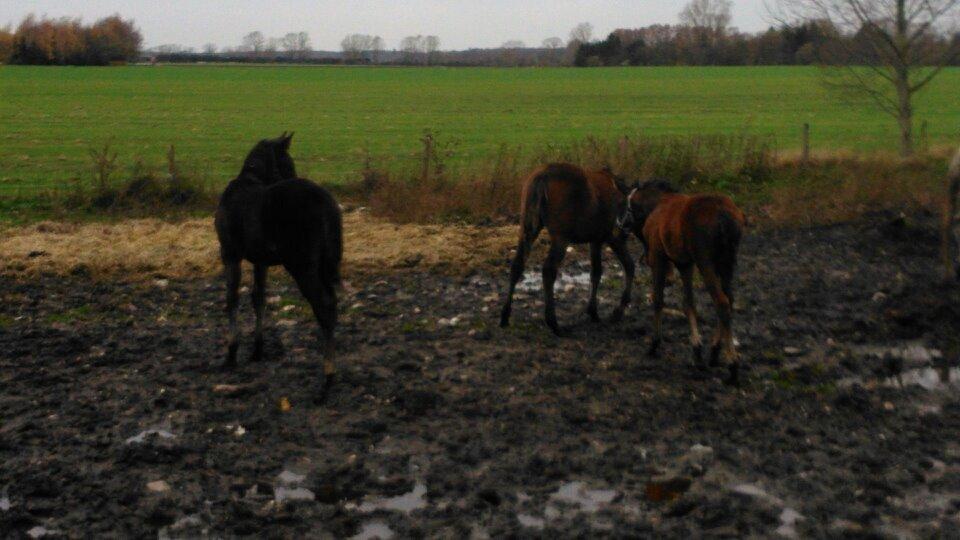 Traver Spirit billede 6