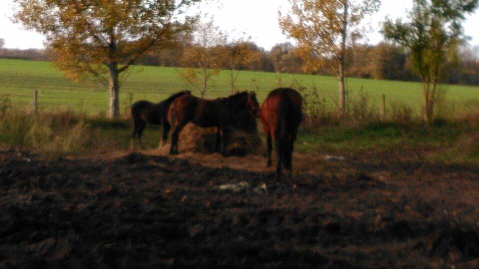 Traver Spirit billede 7