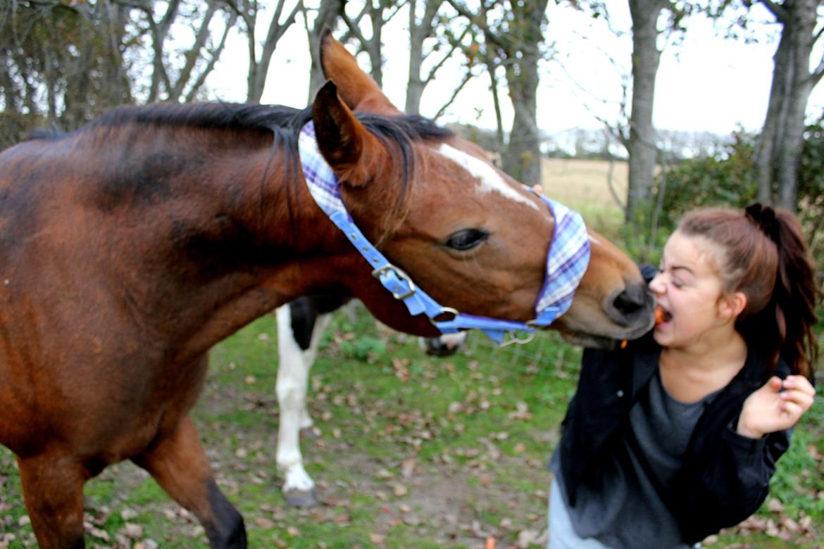 Dansk Varmblod Gladi - Min sidste dag med gladi pigen. Du vil blive savnet. billede 2