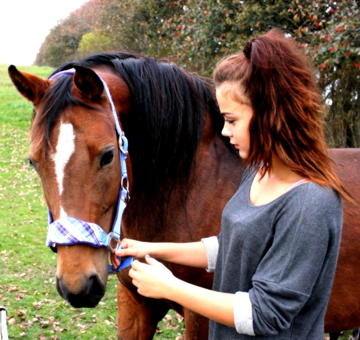 Dansk Varmblod Gladi - Min sidste dag med gladi pigen. Du vil blive savnet. billede 1