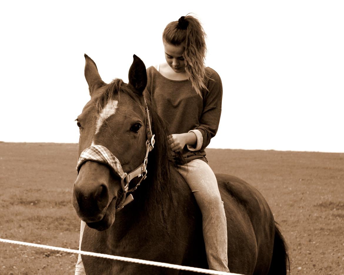 Dansk Varmblod Gladi - Min sidste dag med gladi pigen. Du vil blive savnet. billede 3