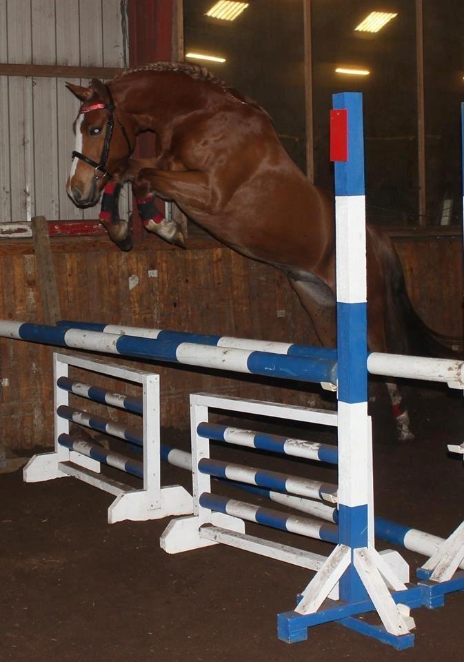 Palomino Reballe Galium (Gabriel) - You and me forever! billede 12