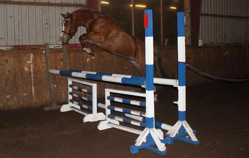 Palomino Reballe Galium (Gabriel) billede 14