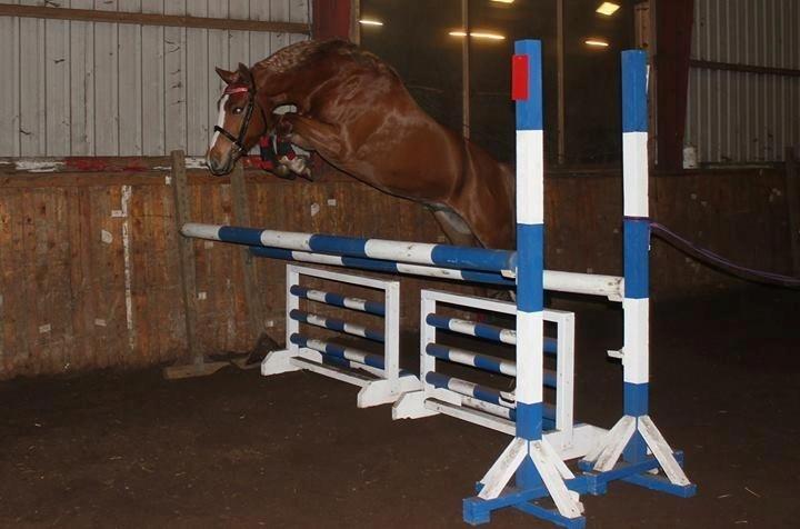 Palomino Reballe Galium (Gabriel) billede 15