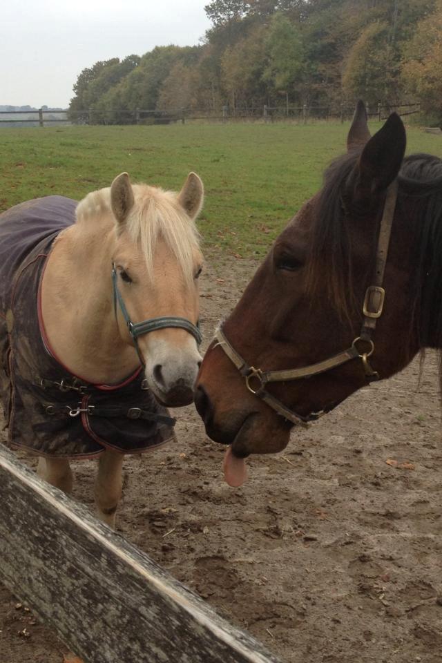 Traver Oasis Simoni billede 19