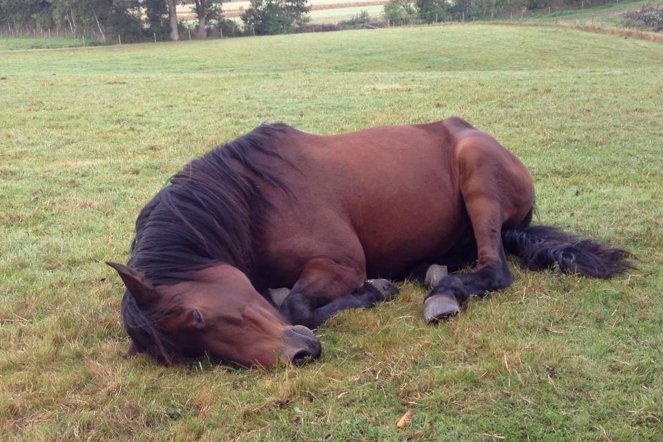 Traver Oasis Simoni billede 2